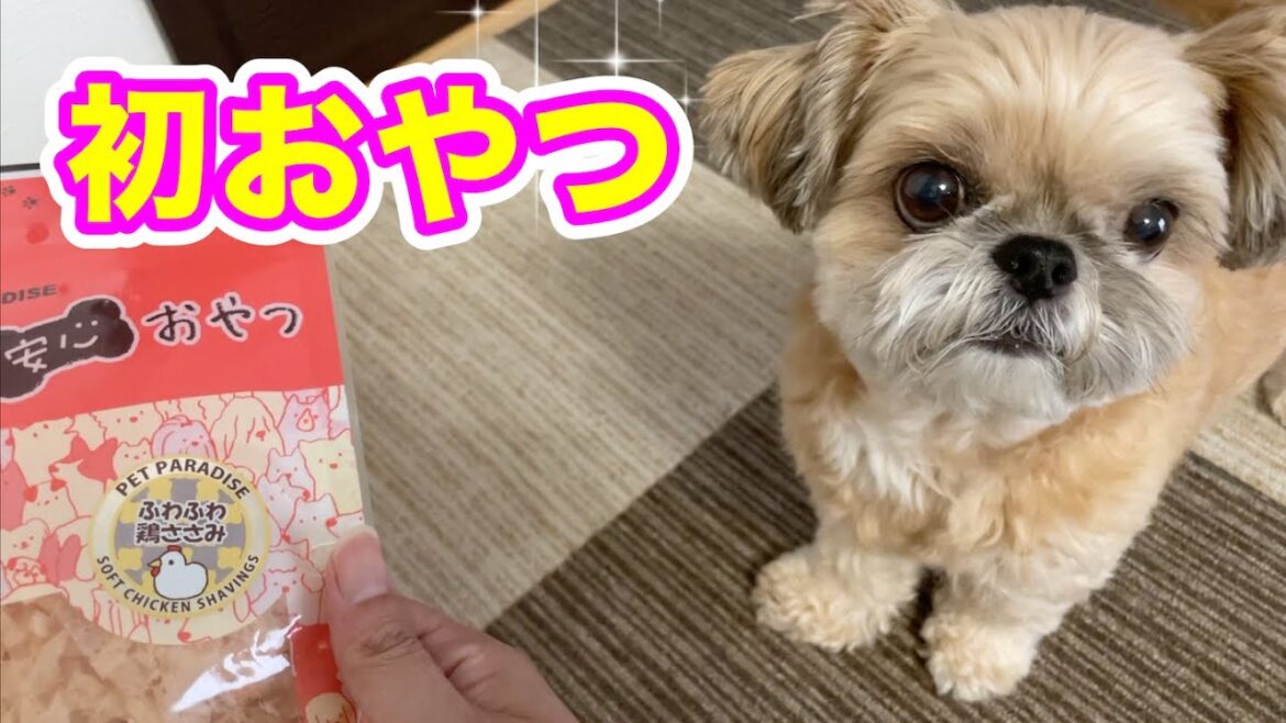 初おやつだけど気に入っちゃった！ふわふわ鶏ささみ チワワ×シーズー