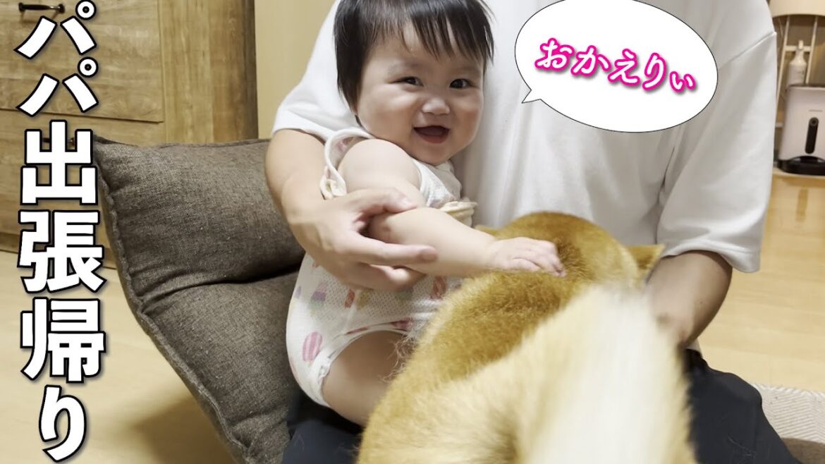 パパが出張から帰宅し嬉しさを抑えられない赤ちゃんと柴犬