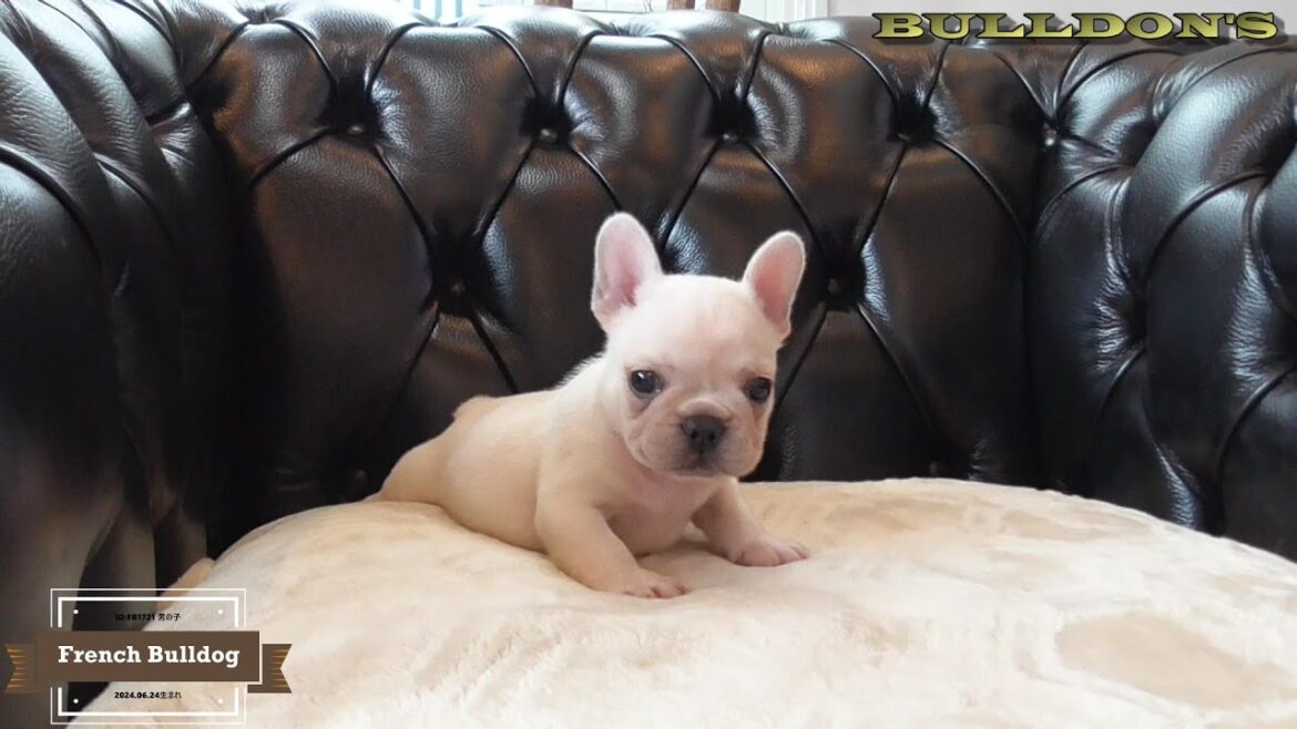☆フレンチブルドッグ☆子犬☆ーブサカワ専門犬舎ーBULLDON'S