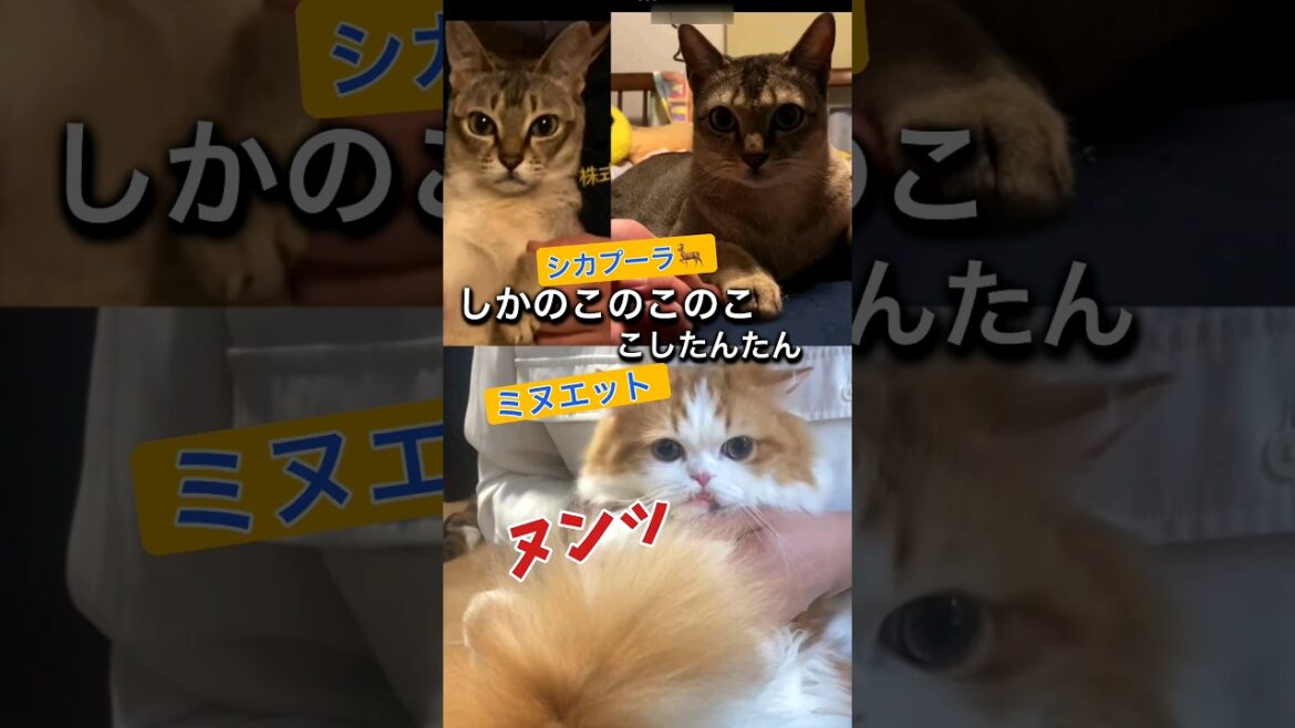 【猫動画】#しかのこのこのここしたんたん #猫 #cat #シンガプーラ #ミヌエット #shorts