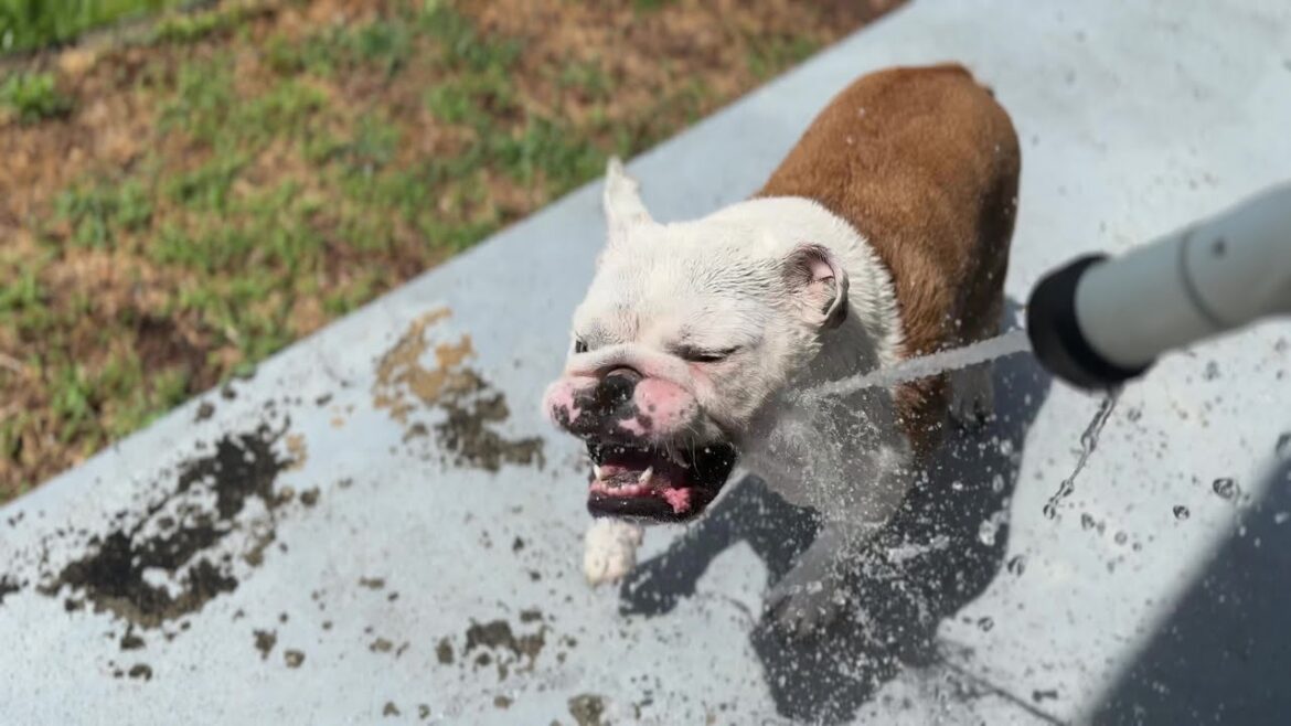 全力まるこ、鉄砲水でうがいをする…ブルドッグ・Bulldog 全力まるこ、鉄砲水でうがいをする…ブルドッグ・Bulldog