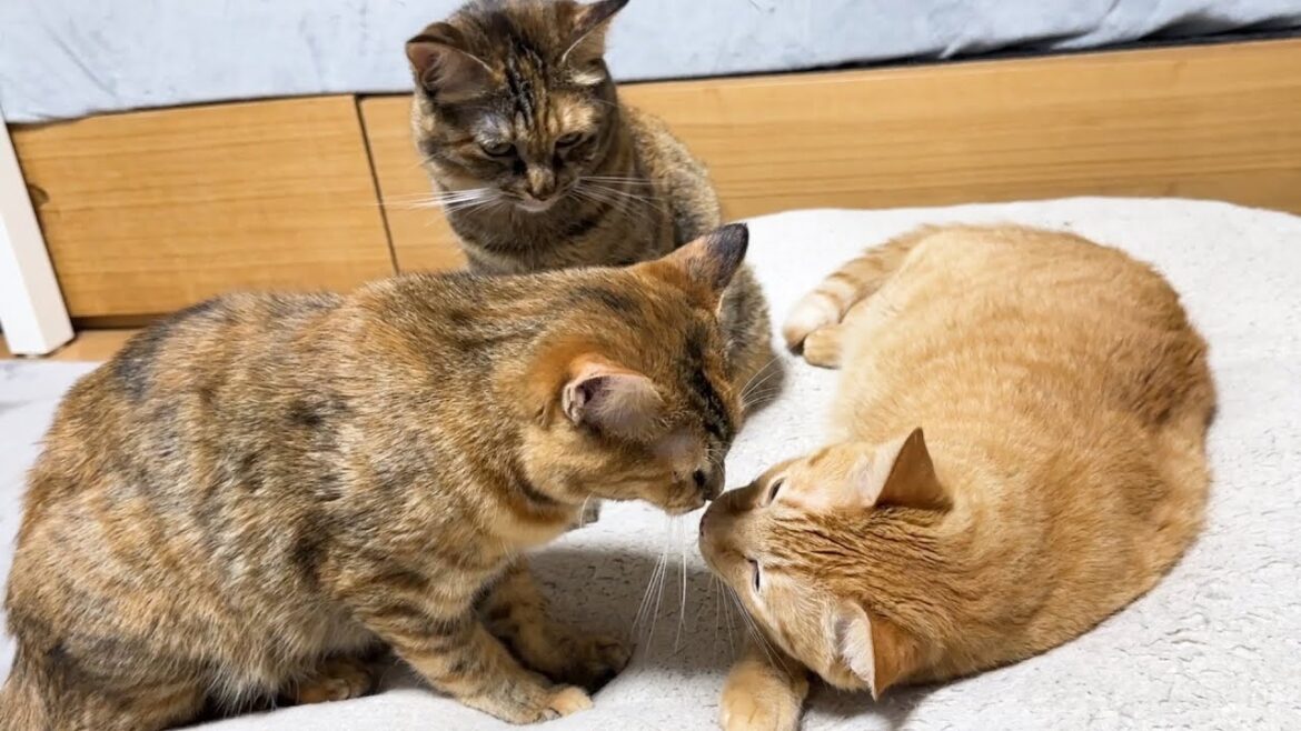 柴犬も子ども猫たちも次から次へと周りに集まるほど兄猫はみんなから慕われてます