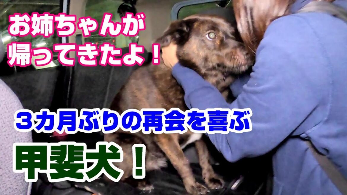 【お帰りお姉ちゃん！】甲斐犬が大好きな家族と3ヶ月ぶりの再会するときの歓迎のしかた！My dog is very pleased to see her family again