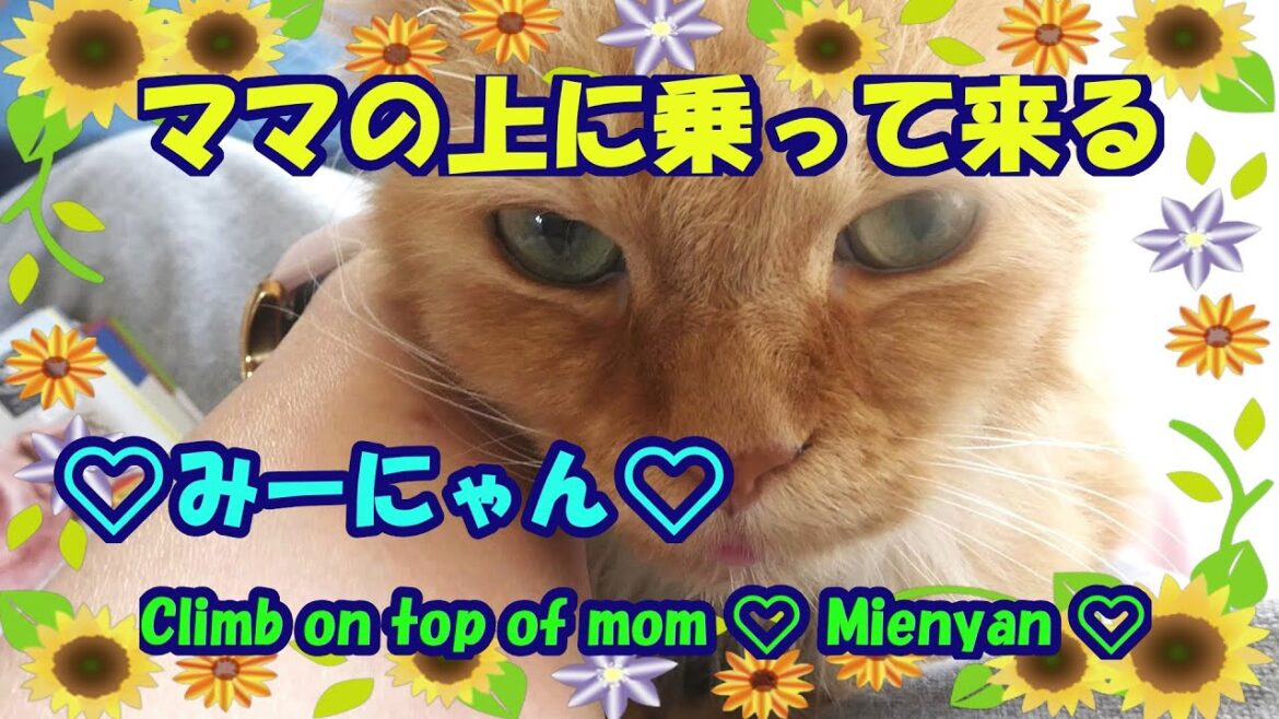 ママの上に乗って来る❤みーにゃん❤・Climb on top of mom ❤ Mienyan ❤