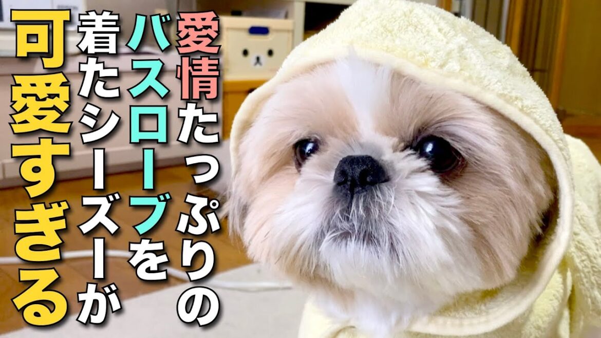 【シーズー】愛情たっぷりのバスローブを着たシーズーが可愛すぎる！www（今日のオトンクッキングは、土用の丑！鰻と長芋の春巻き編）【341】