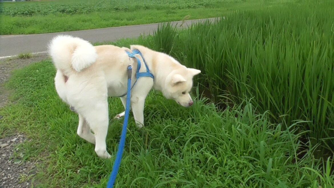 【秋田犬ゆうき】お散歩中に犬がウンチをする動画なのにとても爽やかな映像になってしまう【akita dog】