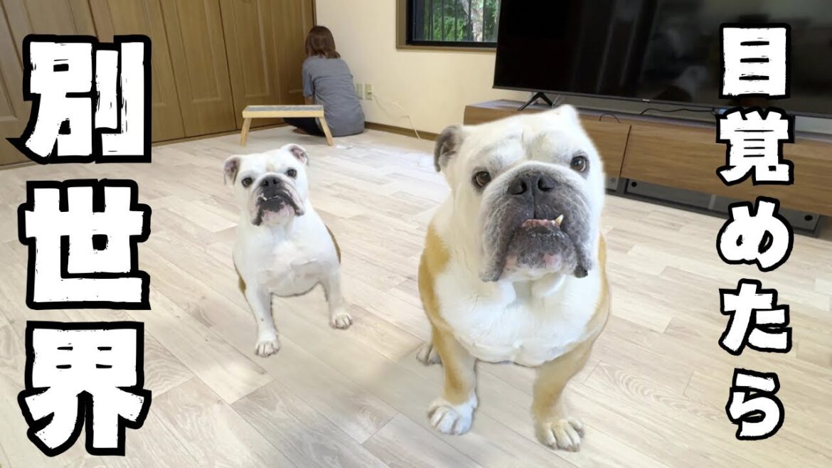 DIYド素人な飼い主が愛犬部屋を10時間かけてフルリフォームしてみた結果…