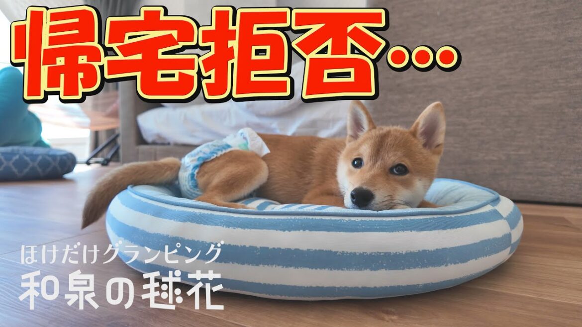 数ヵ月前、命の危険にさらされていた子犬が、こんなに元気になりました