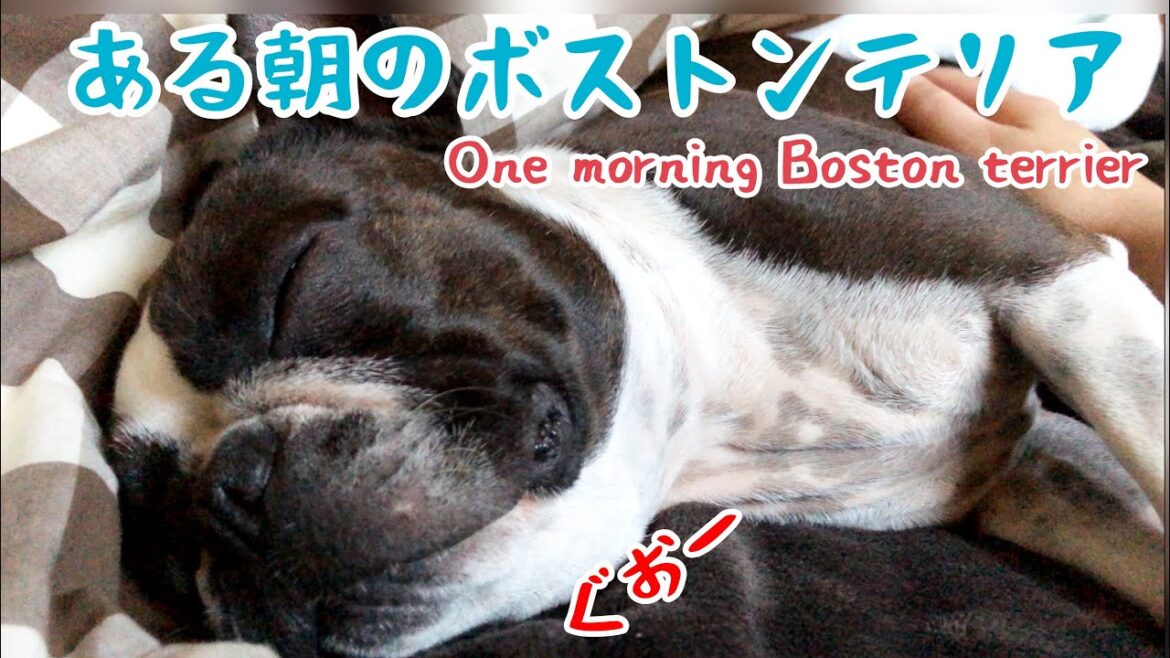 愛犬が凶暴化！？ある朝のボストンテリアきいろさん