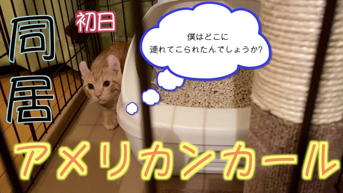 アメリカンカールと同居開始！