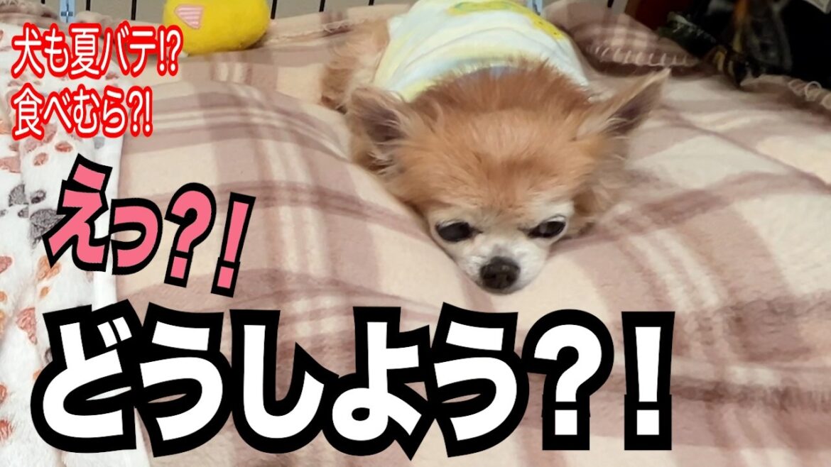 【16歳シニア犬がご飯を食べてくれない？！焦るアラフィフ夫婦！】