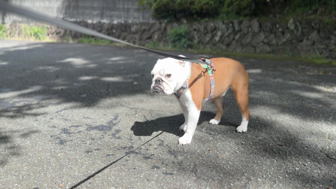 お散歩時間1分57秒という世界新記録を叩き出すブルドッグのまるこ