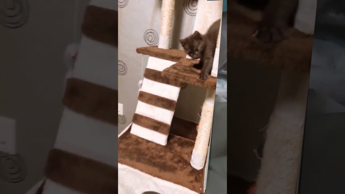 아깽이에서 퓨마로 성장기// #고양이 #하바나브라운 #고양이 #cat #고양이일상