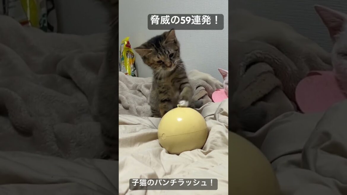 ボクサー子猫の速射砲！脅威の59連発！   #cat #kitten #猫 #子猫 #ねこ #こねこ #animal  #cute  #猫のいる暮らし #shorts