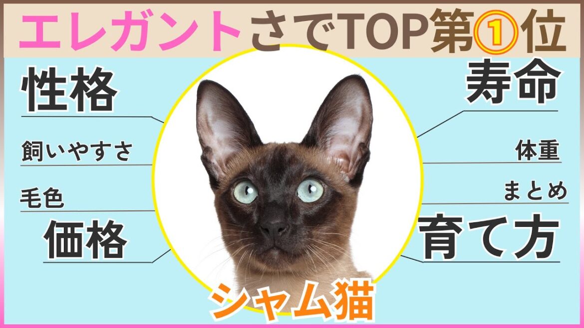 【エレガント】シャム猫の性格・飼いやすさ・価格相場・育て方・寿命・体重・毛色まとめ 【エレガント】シャム猫の性格・飼いやすさ・価格相場・育て方・寿命・体重・毛色まとめ