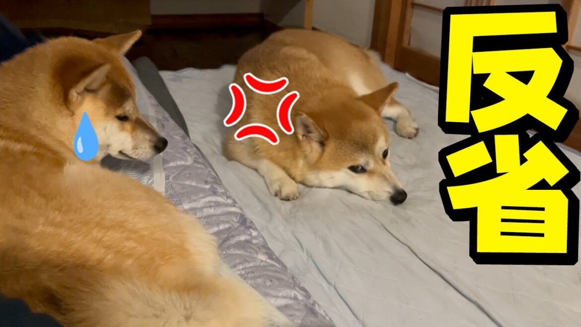 姉柴犬を怒らせ凹んでしまった妹犬…この後まさかの展開に胸熱になりました