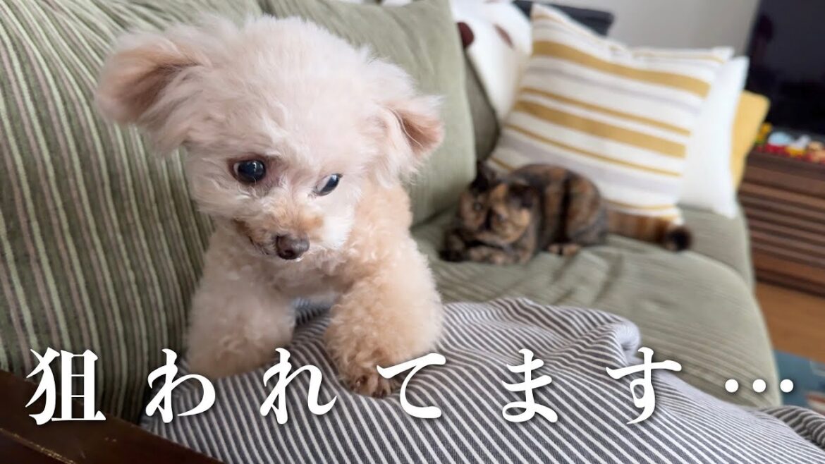 背後から迫りくる猫パンチ・・・【トイプードル】