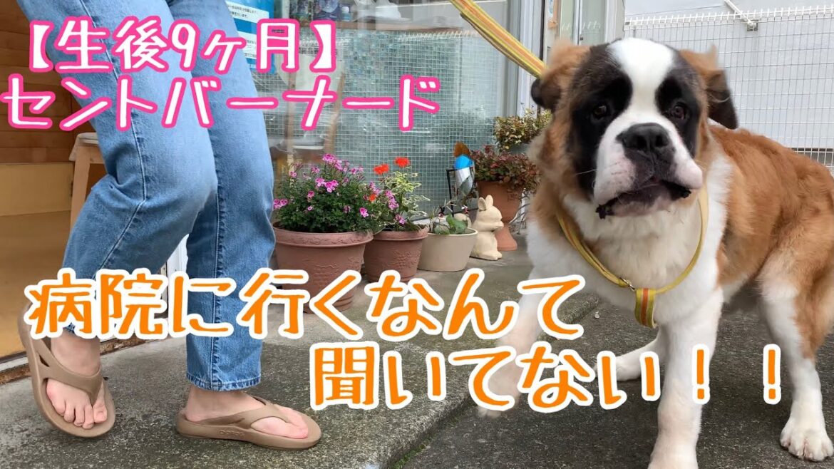 【生後9ヶ月】動物病院に行きました🐶【セントバーナード】