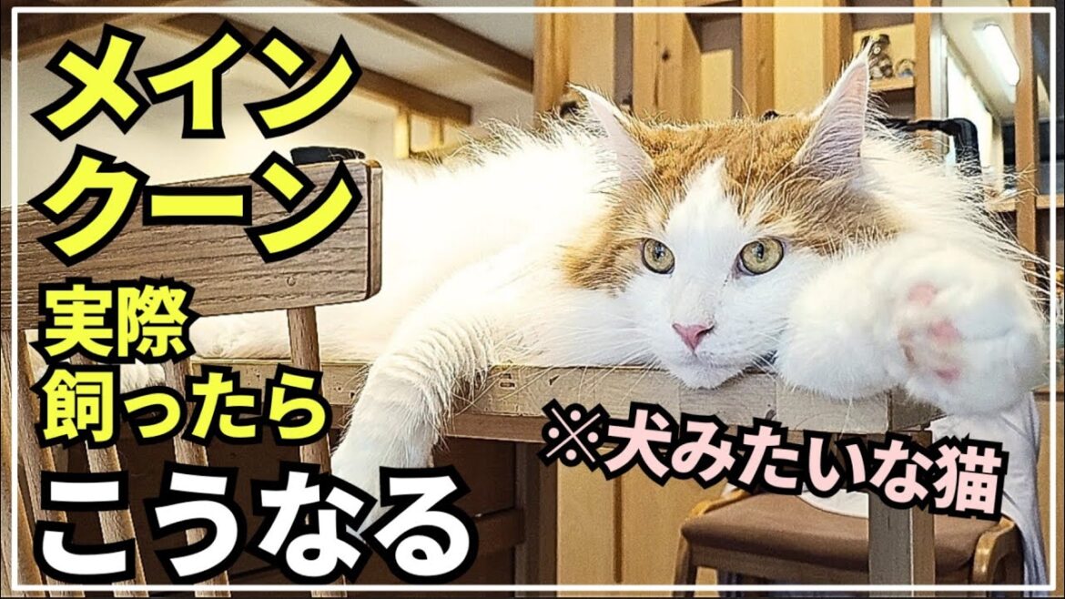 世界最大の大型猫メインクーンとのリアルな生活【2024年夏】 世界最大の大型猫メインクーンとのリアルな生活【2024年夏】