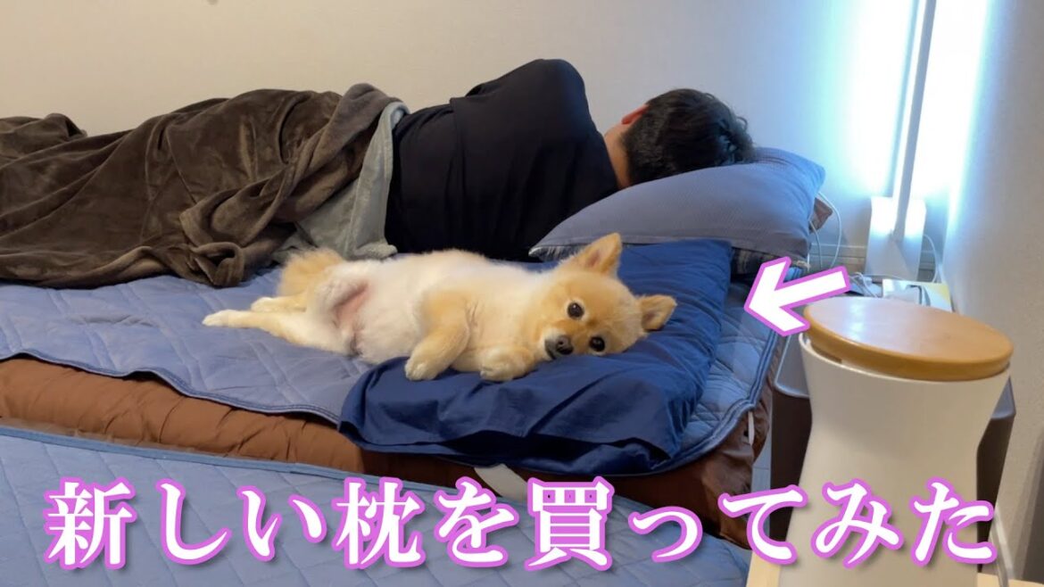 9年間枕で寝てきた愛犬に、新しい枕をプレゼントした結果こうなりました【※最後にお知らせあり】
