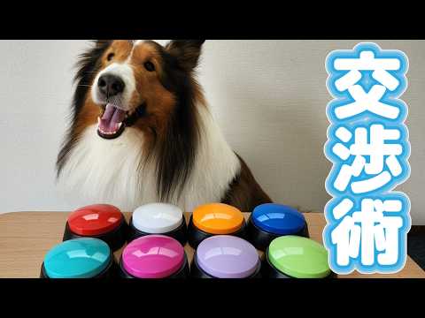 賢いシェルティのごはん交渉術【会話ボタンでしゃべる犬】 賢いシェルティのごはん交渉術【会話ボタンでしゃべる犬】