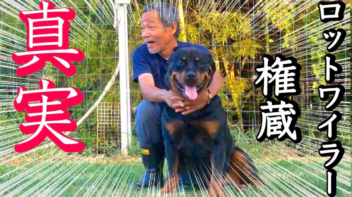 【全て解明】保健所職員を襲って殺処分！ロットワイラー権蔵の真実