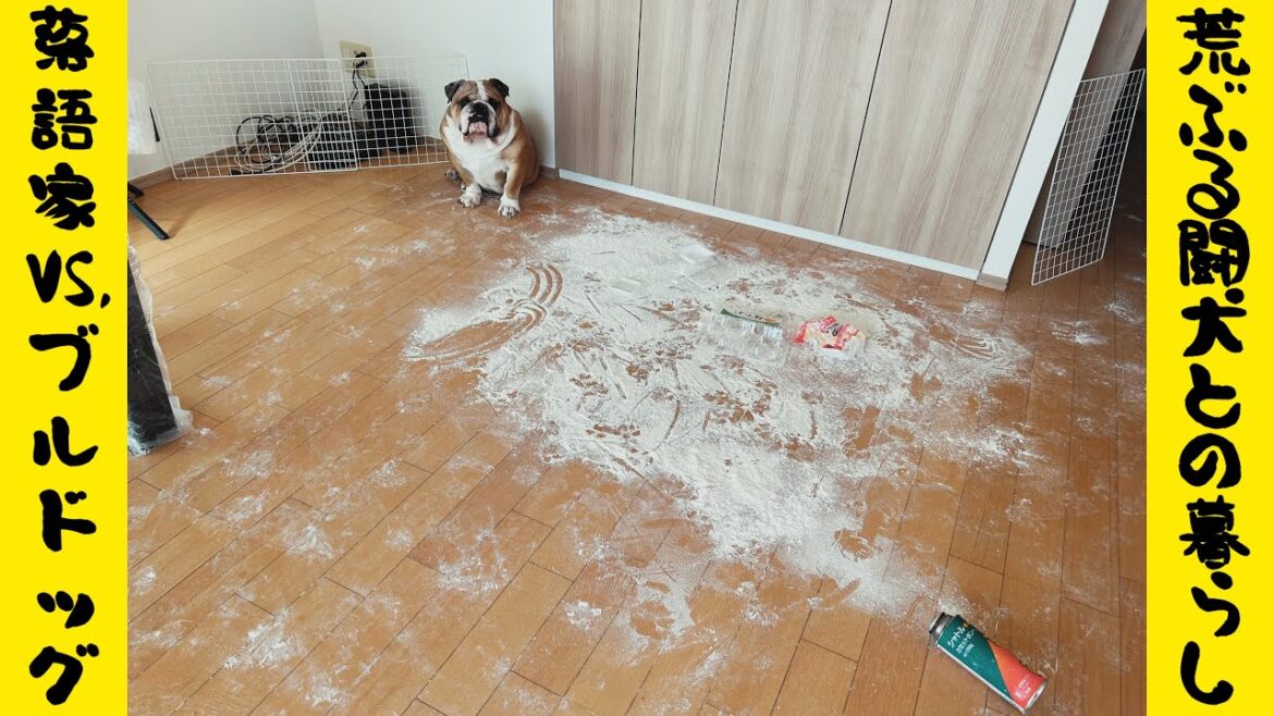 飼主が二日酔いだろうが決して容赦しないブルドッグのモーニングルーティン…