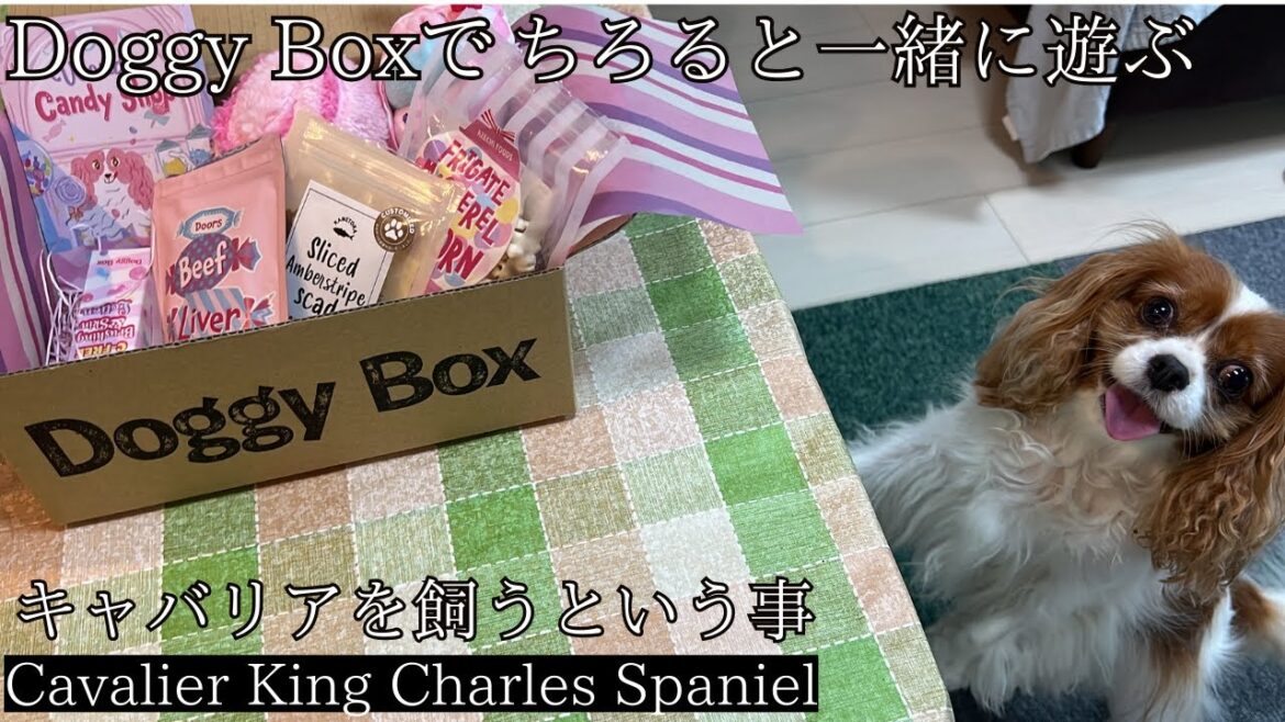 【Cavalier King Charles Spaniel】Doggy Box様可愛いプレゼントで遊ぶ【キャバリア】