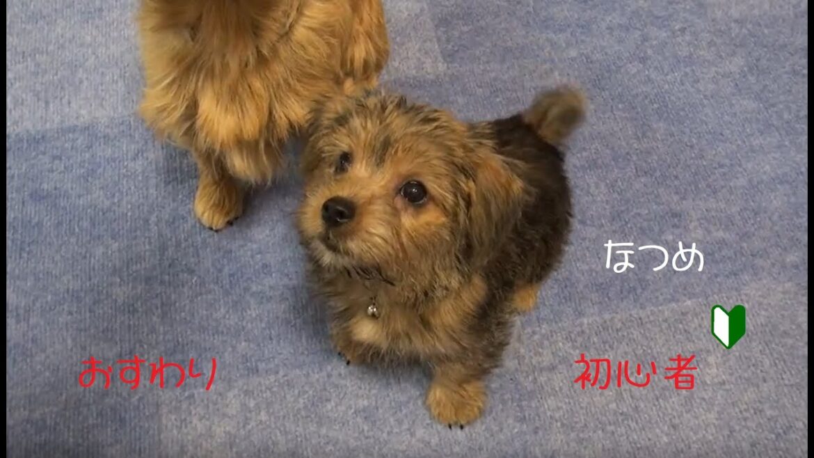 【ノーフォークテリア】なつめ『おすわり』覚えたて♪