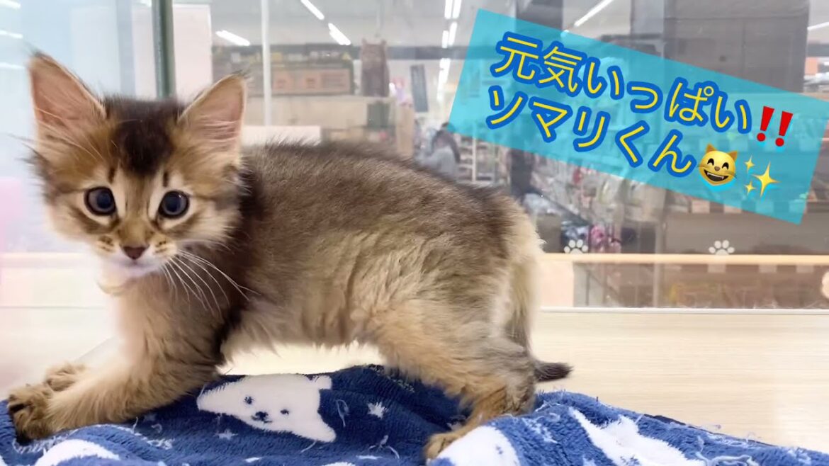 【ソマリ】元気いっぱい！！楽しそうに走り回るソマリくん！【マルワンさいたま武蔵浦和店】