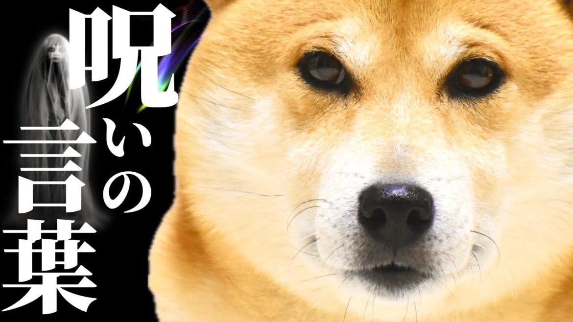 【柴犬】怖い囁きをするモフモフの呪言師は飼い主を深い闇に沈めた 【柴犬】怖い囁きをするモフモフの呪言師は飼い主を深い闇に沈めた