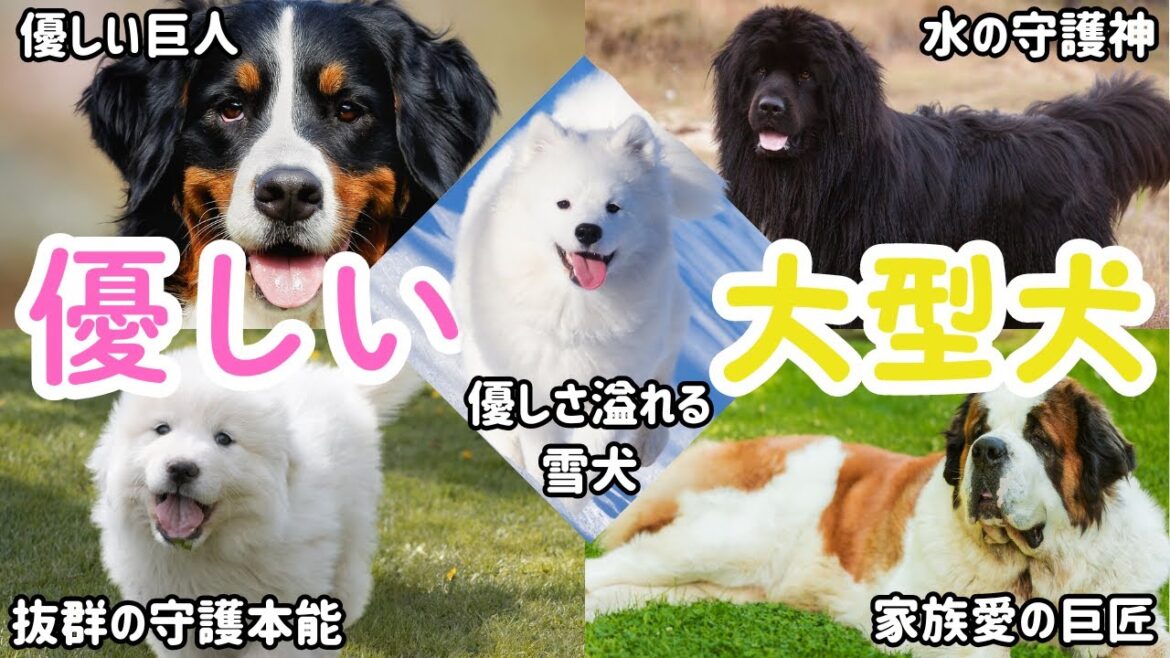 【優しい大型犬】初心者にオススメする優しい大型犬5選 【優しい大型犬】初心者にオススメする優しい大型犬5選
