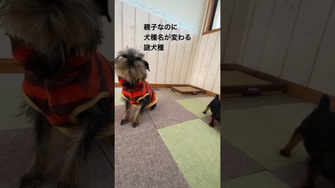 え？親子なのに、犬種が違う？　#ブリュッセルグリフォン #プチブラバンソン　#ベルジアングリフォン