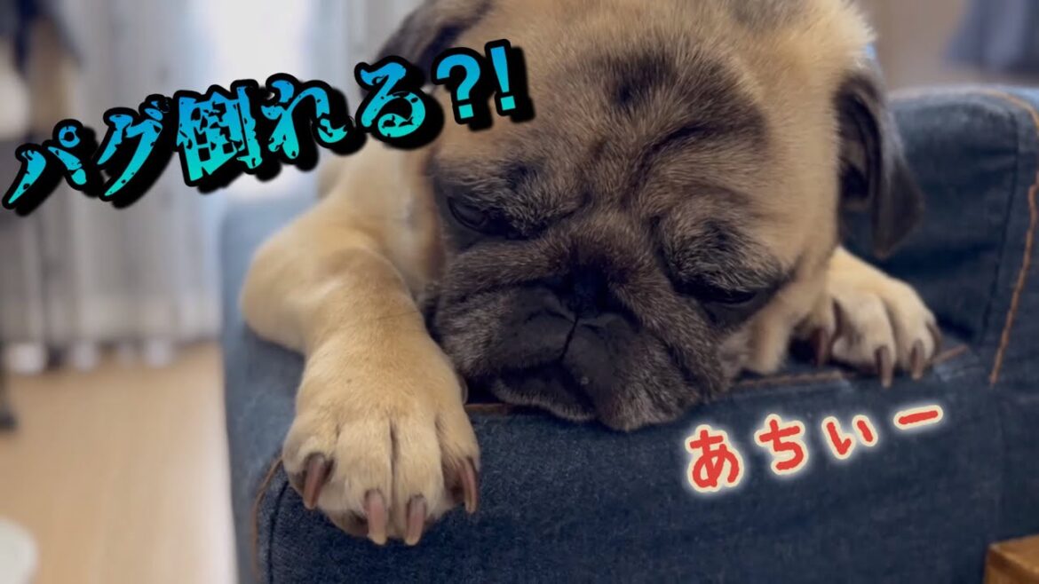 夏は嫌いなパグ　【パグ侍ももたろ】