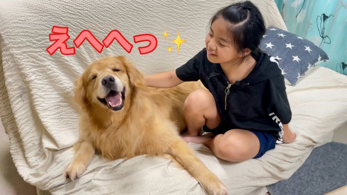 大好きな妹に撫でられて満足そうな笑顔の大型犬クッキー【ゴールデンレトリバーとミニチュアダックスフンド】