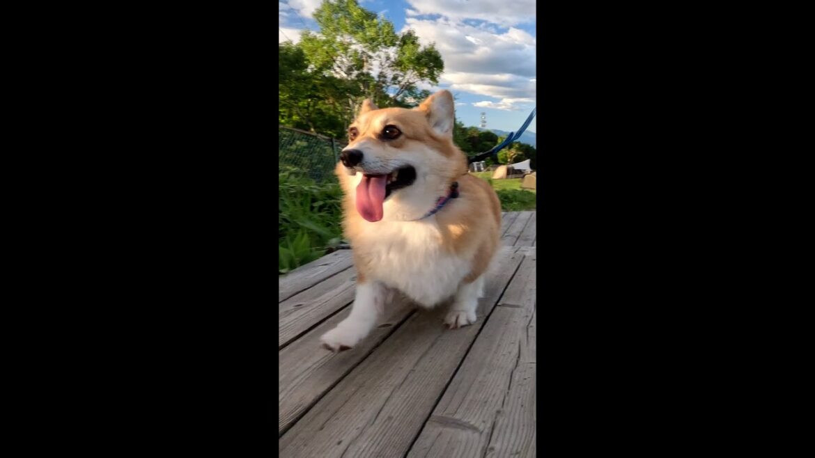 山頂へ駆け上がるコーギー / Corgi running up the steps in front of the mountaintop #corgi #コーギー #サクラ