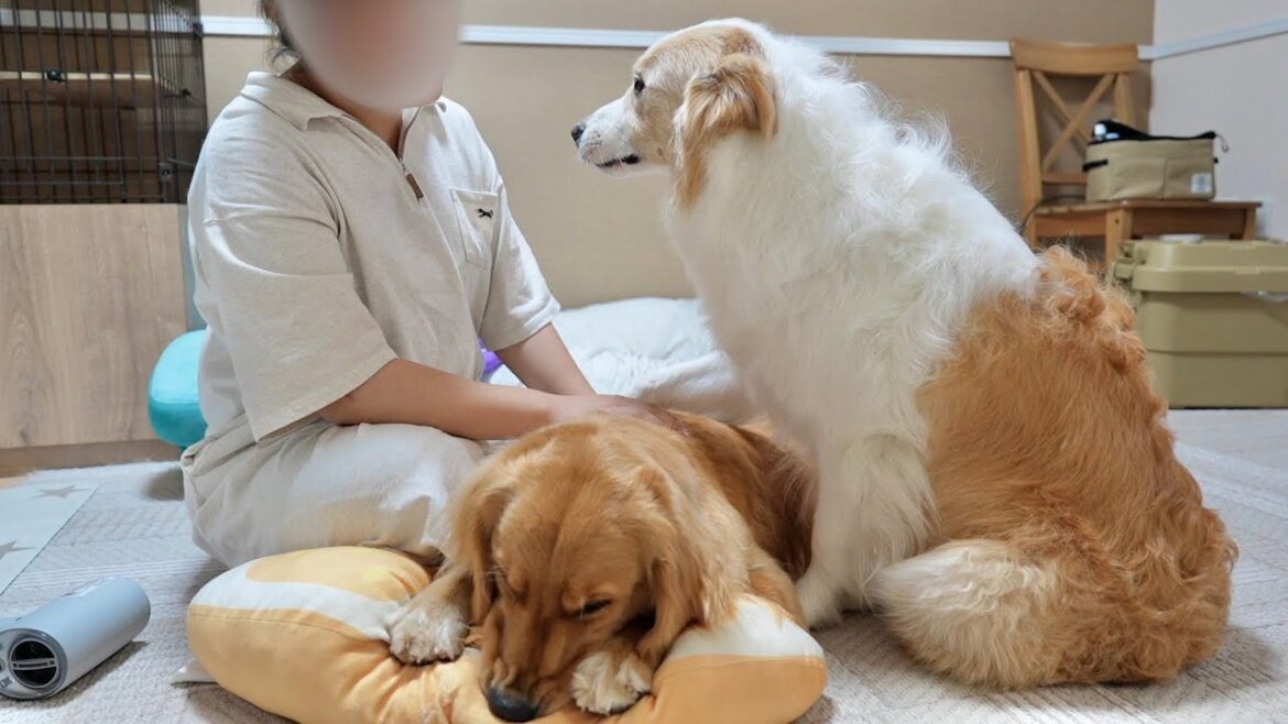 眠くなると赤ちゃんみたいにグズッてしまう犬に文句を言われてしまいました...【ボーダーコリー•ゴールデンレトリバー】