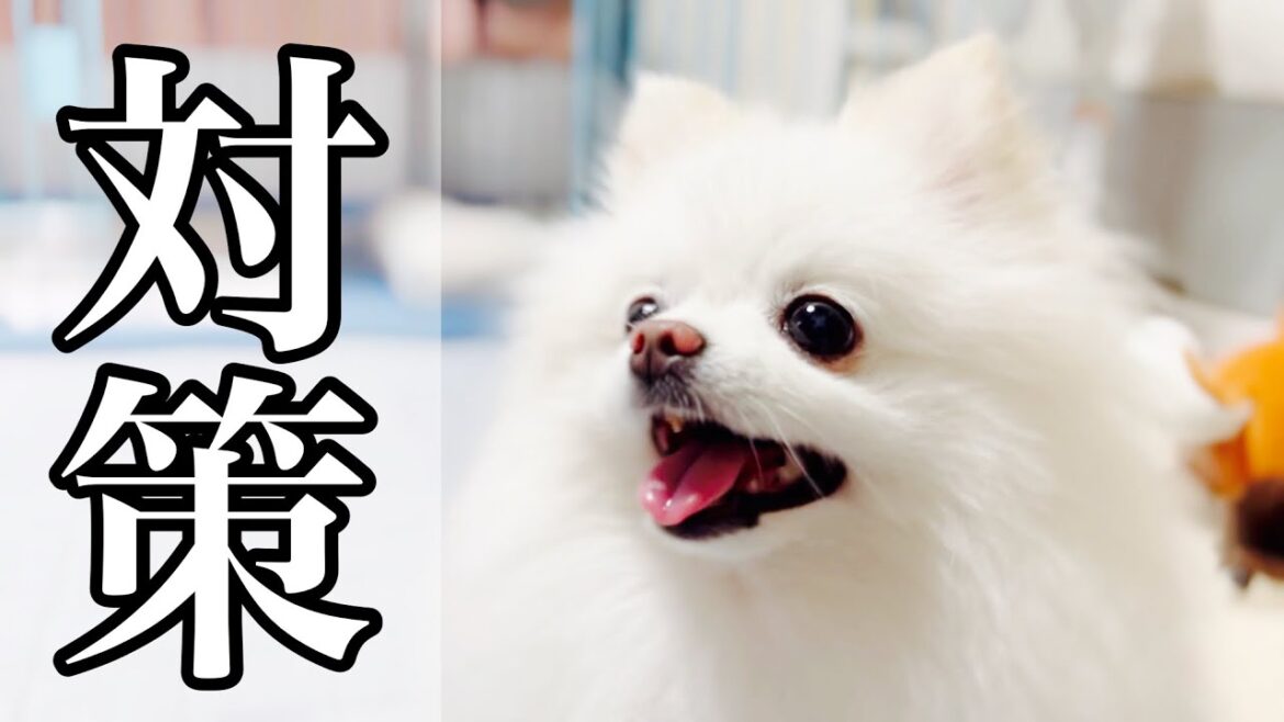 熱中症対策するポメラニアン