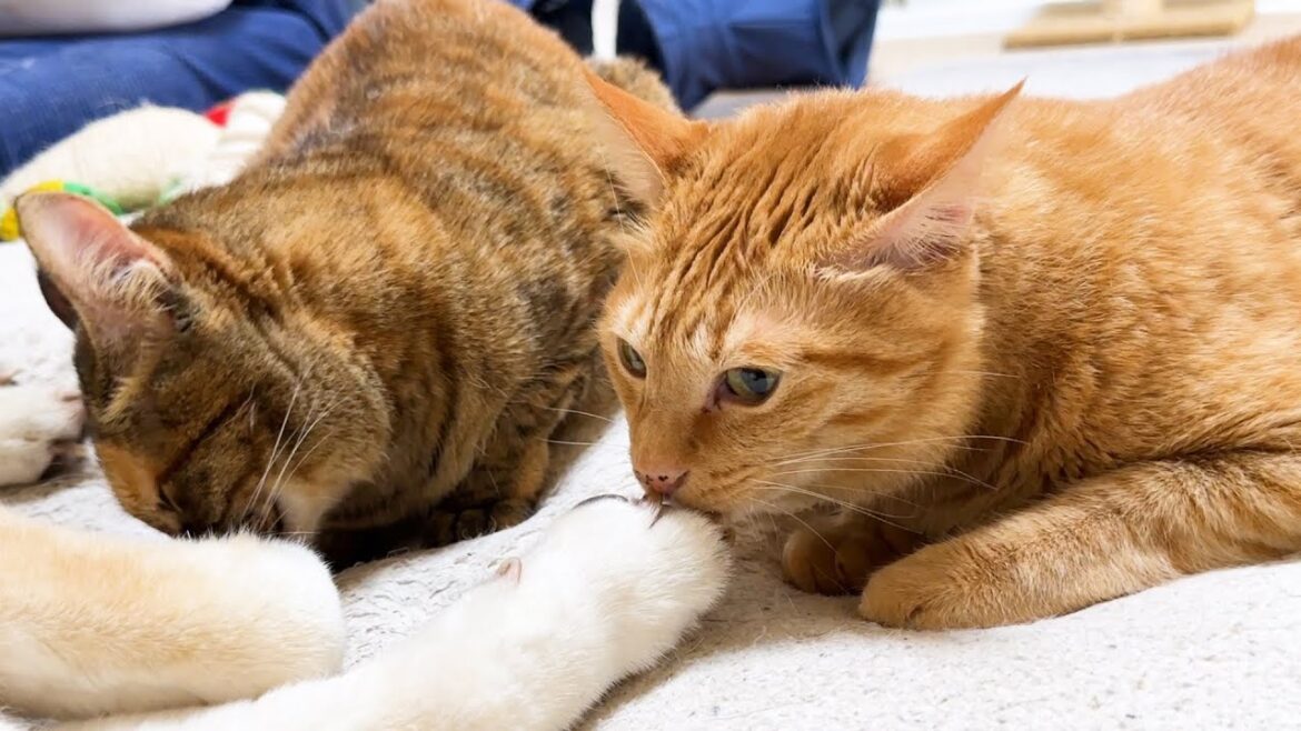 柴犬のお手手が大好きすぎてそこから離れなくなった猫たち