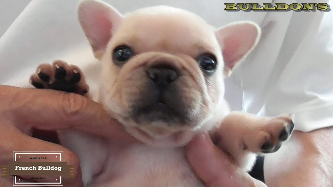 ☆フレンチブルドッグ☆子犬☆ーブサカワ専門犬舎ーBULLDON'S