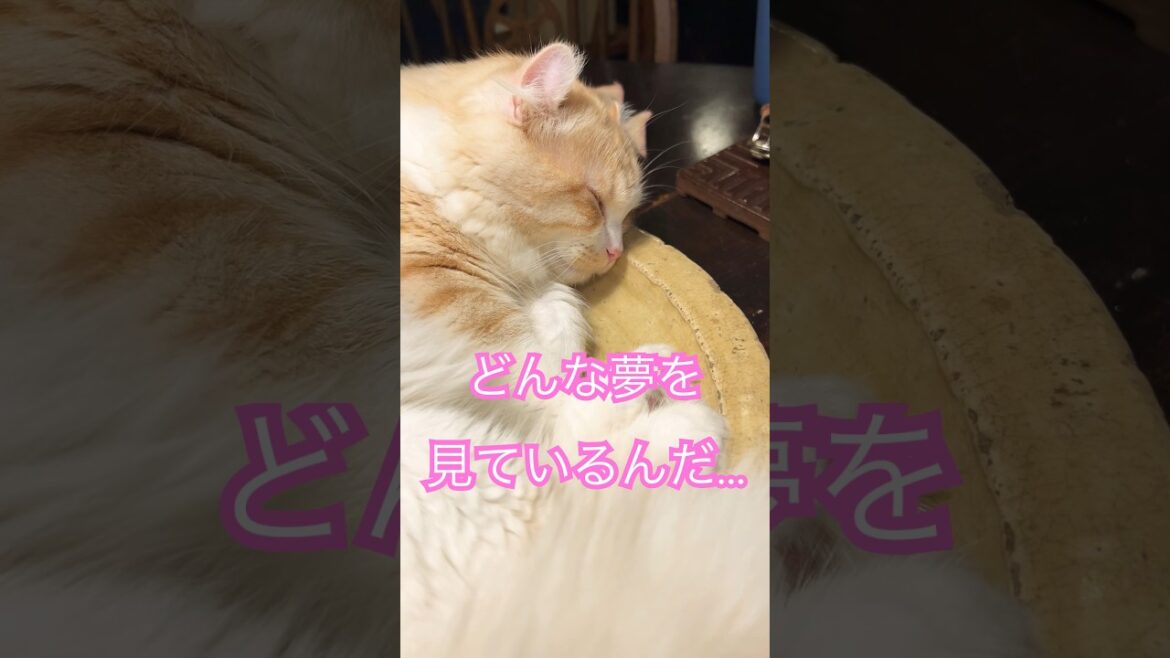 【キンカロー】寝ている時もクセが強かった【マンチカール】