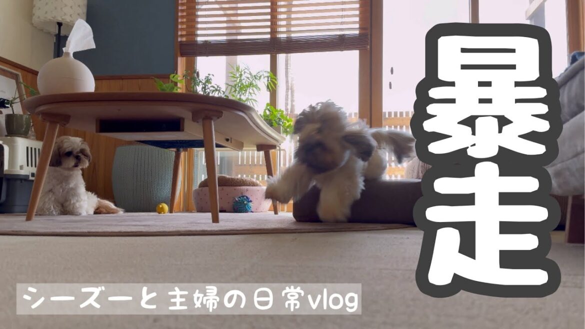 [シーズー多頭飼い]暑い夏おうちですごす２匹の日常