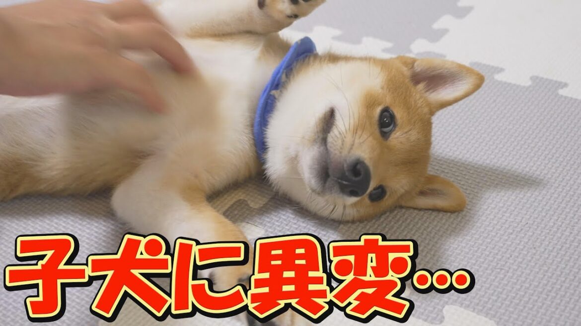 順調に成長していた子犬に、気がかりなことが起こりました・・・