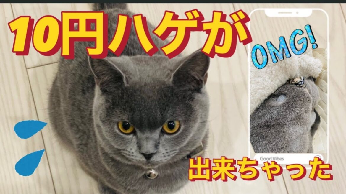 【ブリティッシュショートヘア】術後何でこんなことに！？【避妊手術】＃ブリティッシュショートヘア #避妊手術  #術後経過  #毛が抜けた