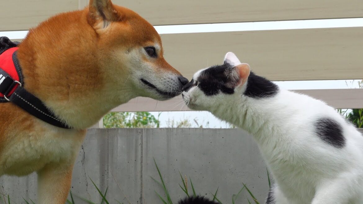 柴犬 vs 猫の障害走対決！するとハプニング続出でした。。