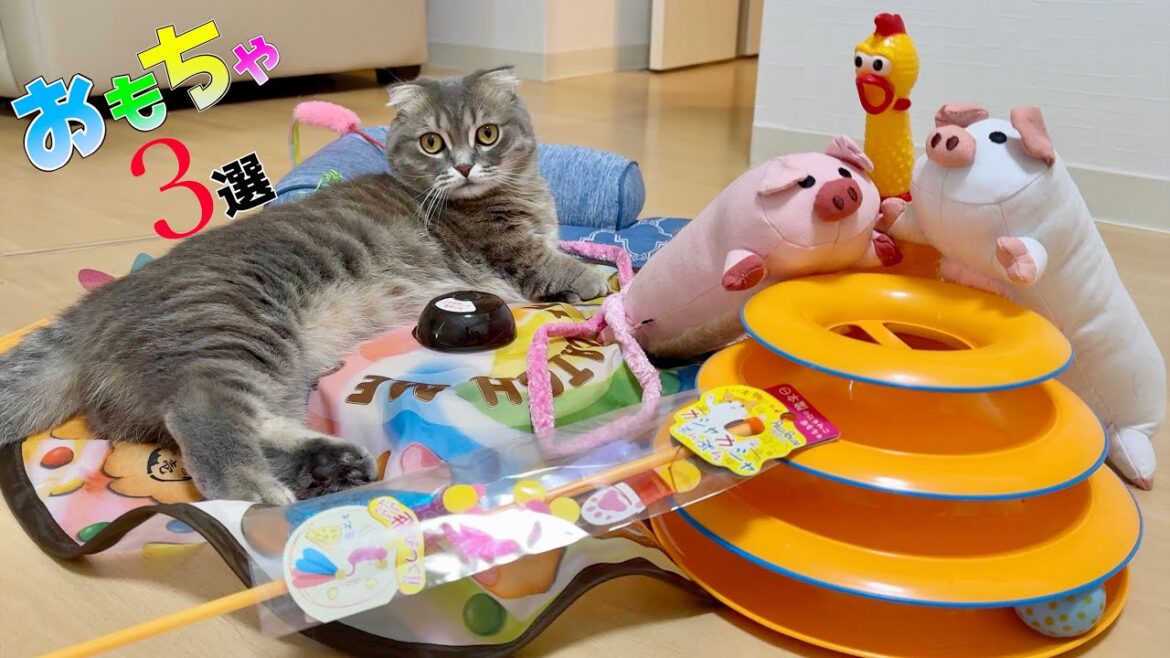 我が家の猫の大好きおもちゃベスト3がこちらです[マンチカンの銀時]