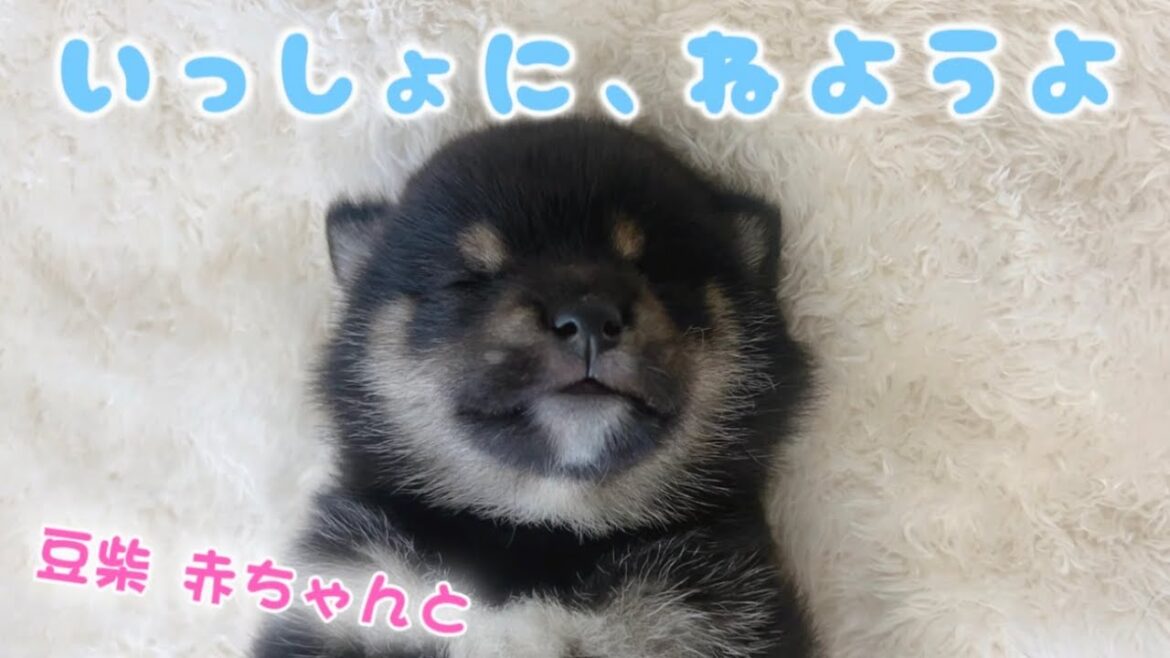 【豆柴犬】超癒し！豆柴赤ちゃんの寝顔を集めてみた！  “子犬と癒し” まめしば亭ブログvlog
