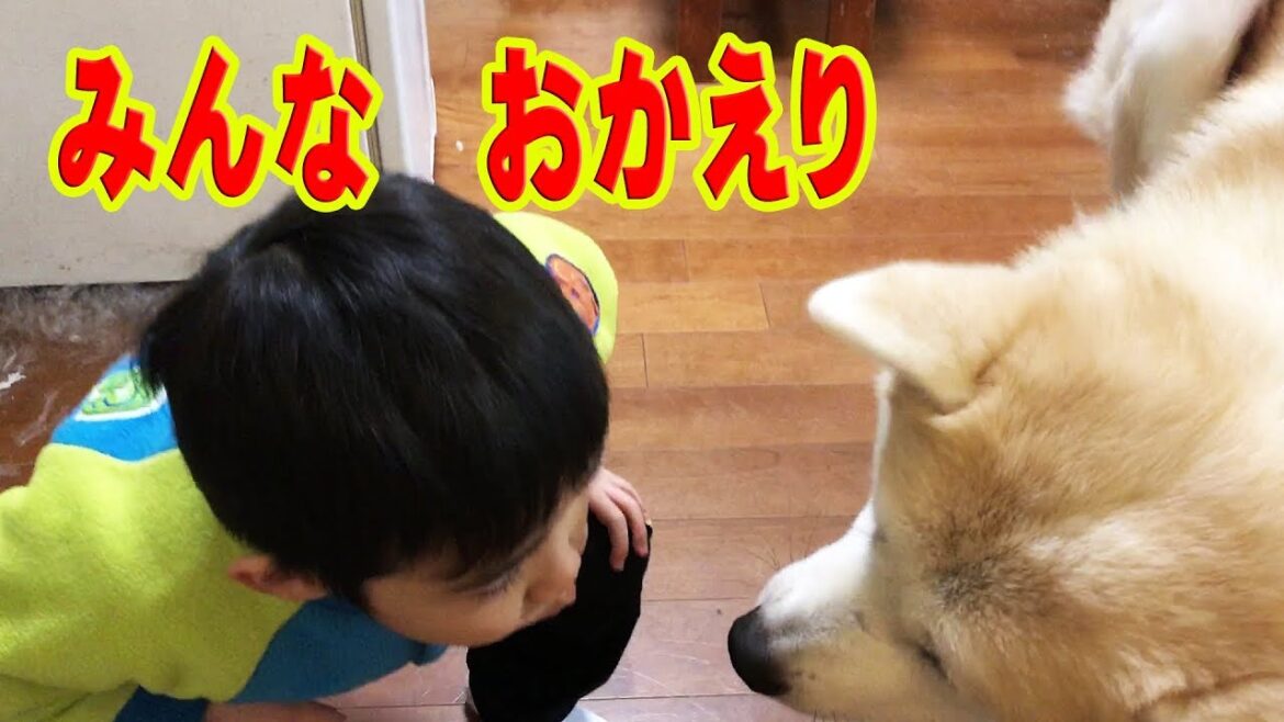 秋田犬 ジャーマンシェパード犬　一日平和に過ごす