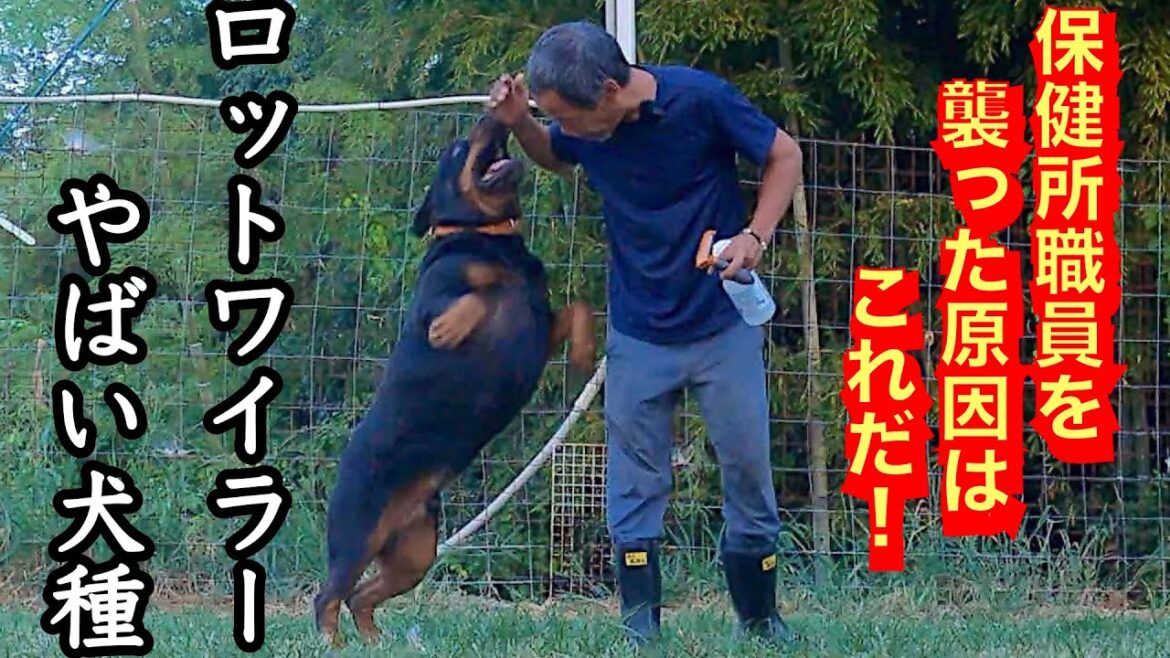 【撮影中の事故】ブラッシング途中でロットワイラー権蔵くんブチギレ