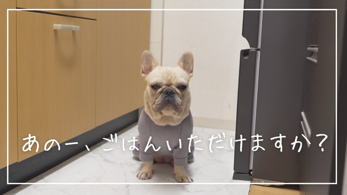 お腹がすくとキッチンから無言の圧を送ってくるフレンチブルドッグ